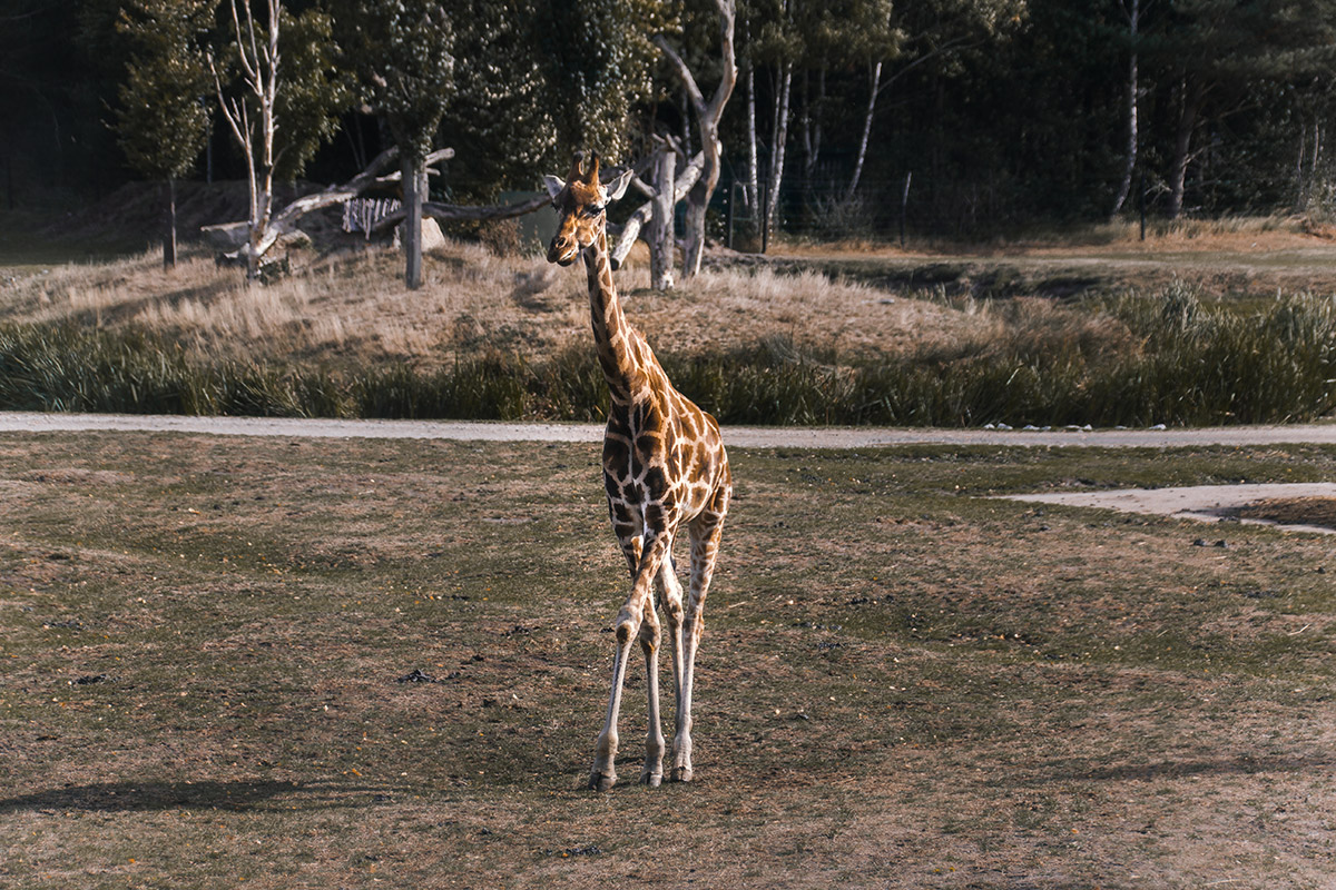 Serengeti Park Giraffe