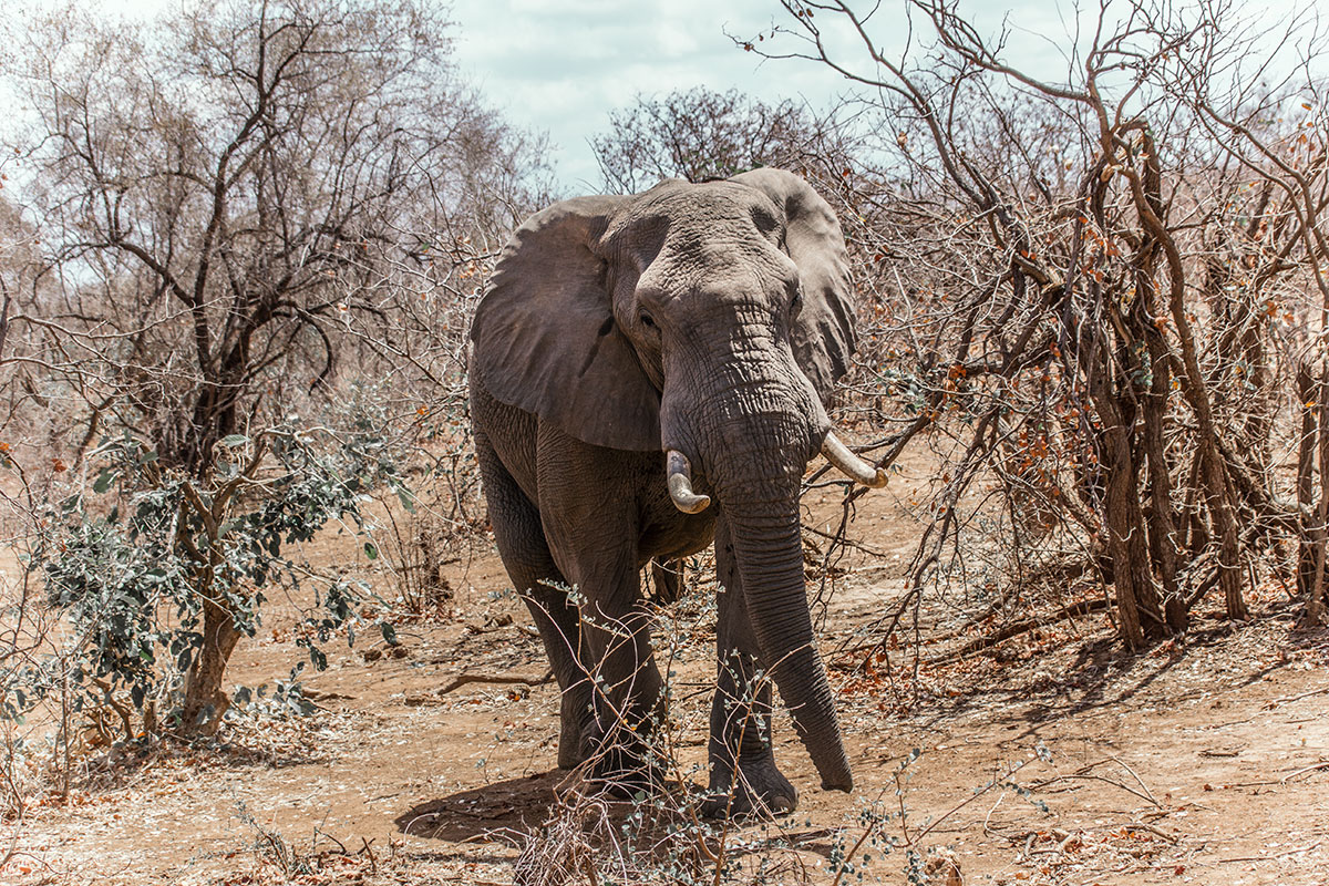Krüger Nationalpark Elefant Auge um Auge