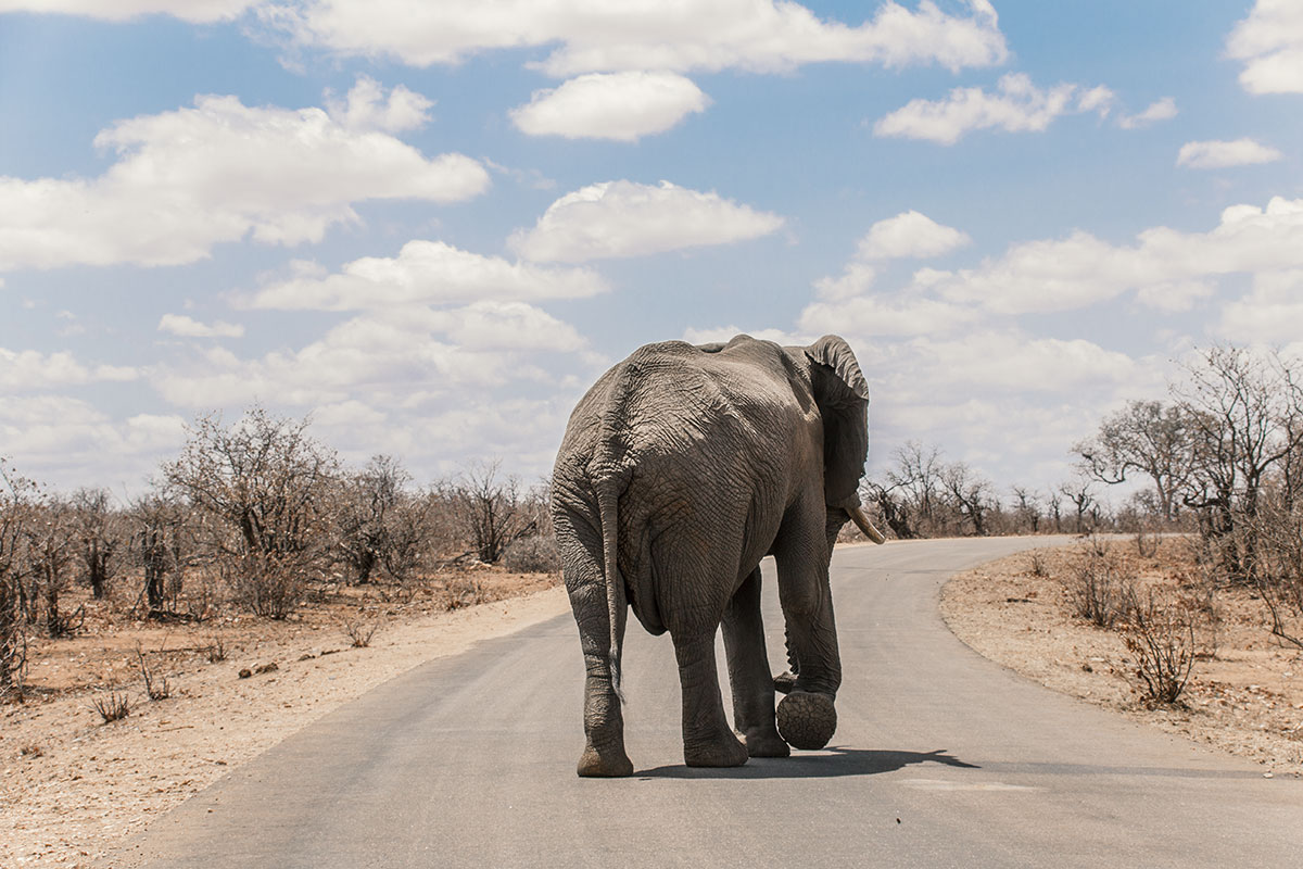Krüger Nationalpark Elefant auf der Straße
