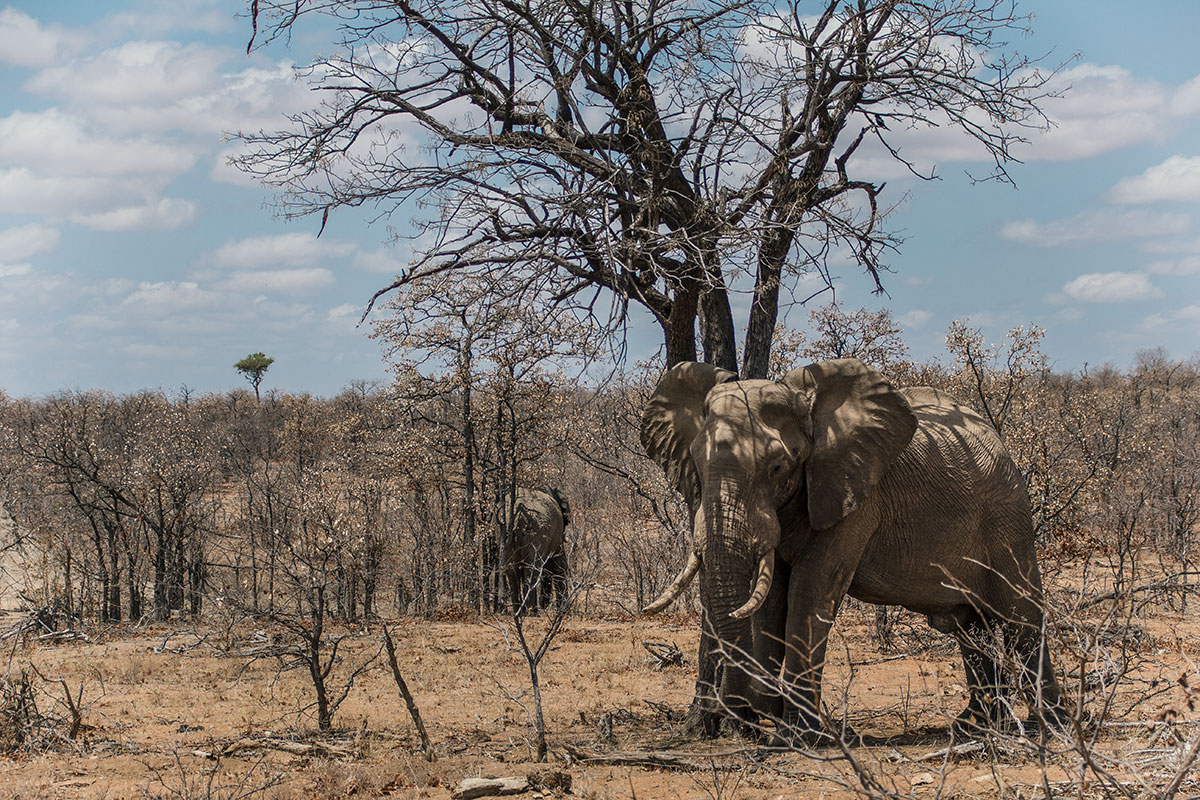Krüger Nationalpark Elefant scheuert sich am Baum