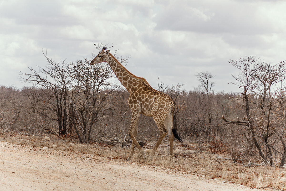 Krüger Nationalpark Giraffe am Straßenrand
