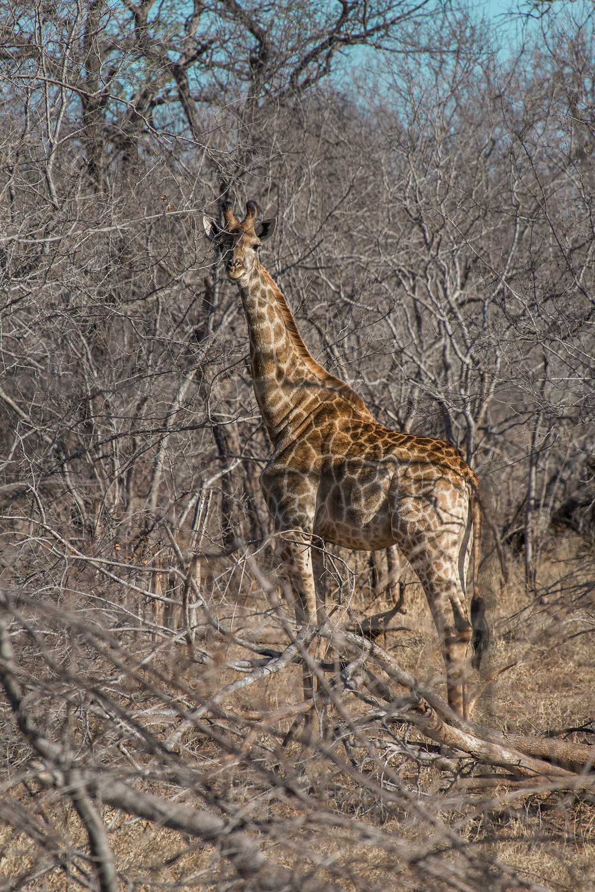 Krüger Nationalpark Giraffe im Dickicht
