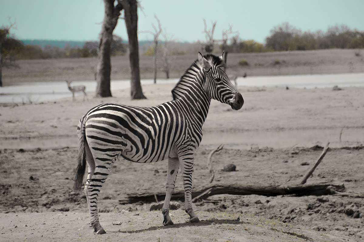 Krüger Nationalpark Zebra