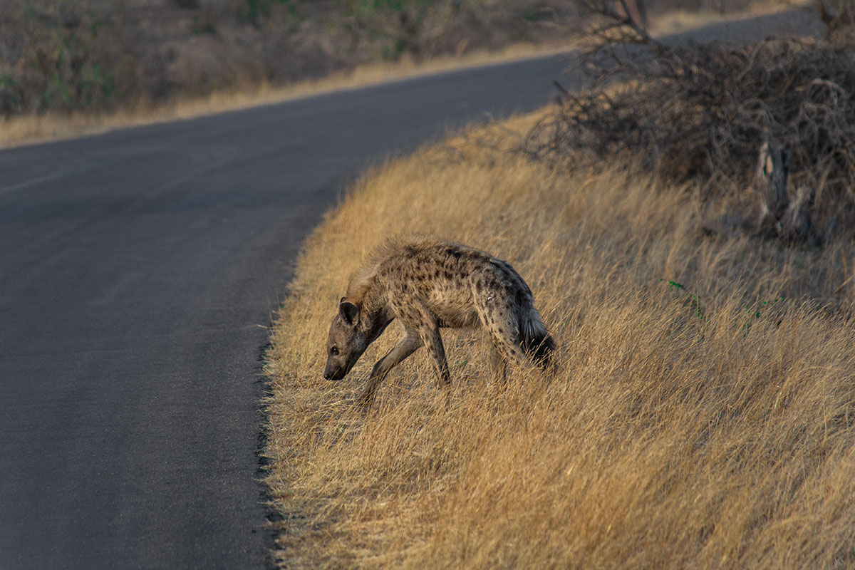 Safari Hyäne