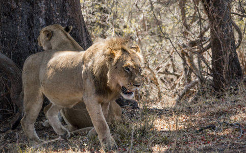 Safari Löwen Männchen