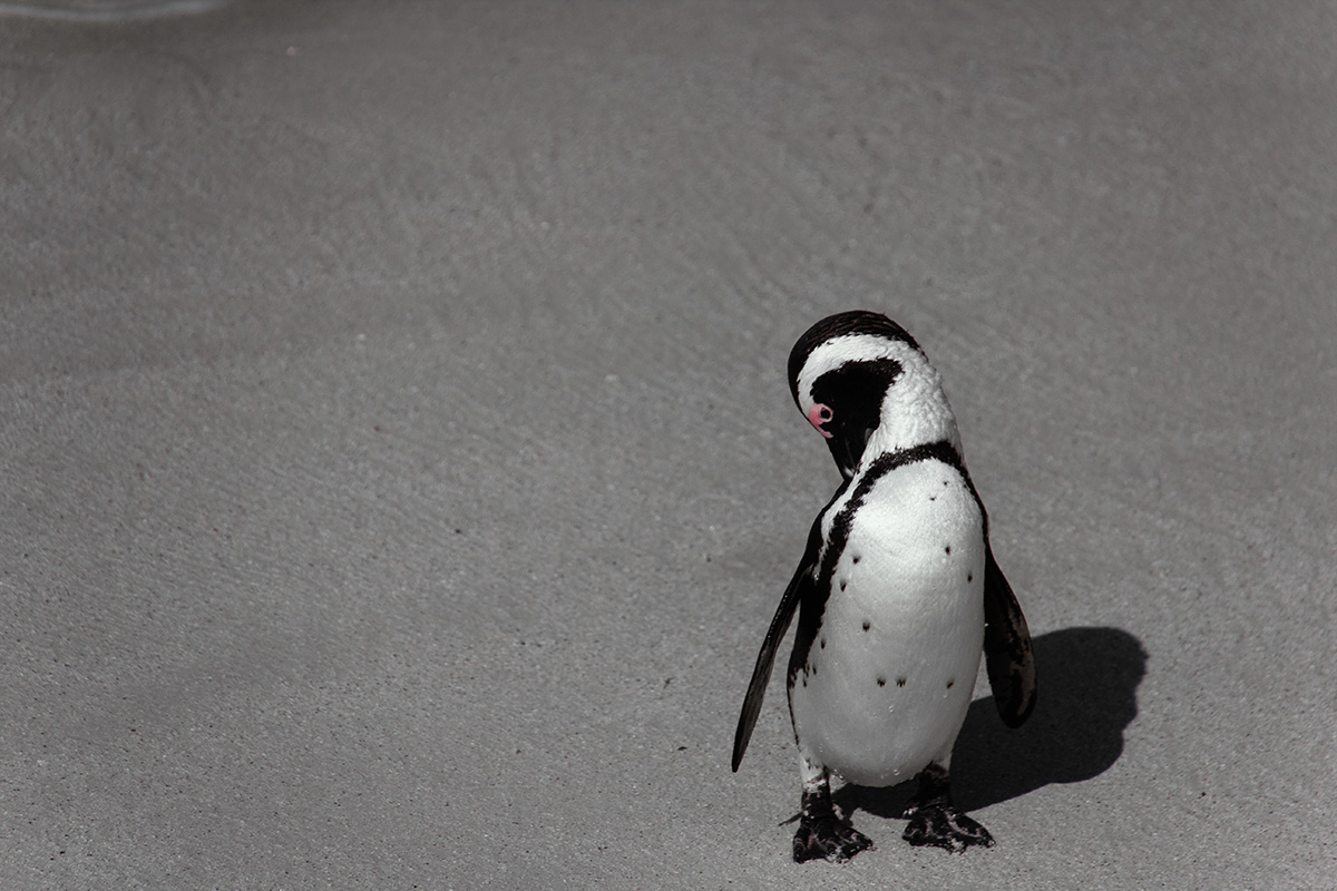 Simon's Town - Süßer Pinguin