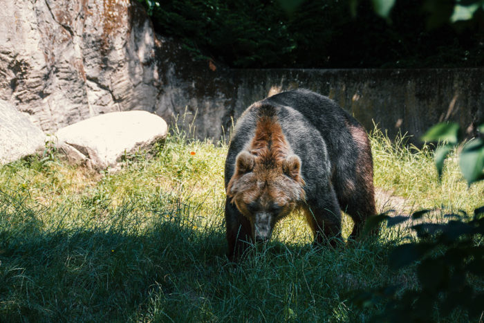 Hagenbecks Tierpark Braunbär