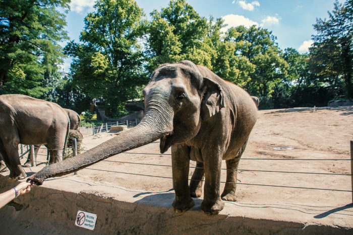 Hagenbecks Tierpark Elefanten füttern