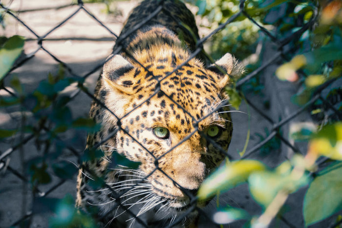 Hagenbecks Tierpark Leopard