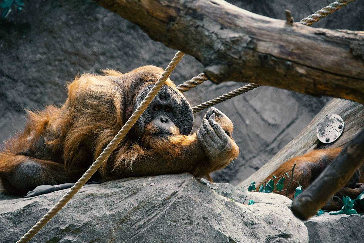 Tierpark Hagenbeck – Tierisches Vergnügen in Hamburg